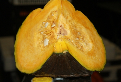 Zucca marina di Chioggia  (circa 1,5 kg)