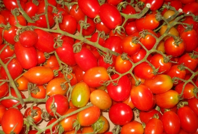 Pomodori datterini 500 gr