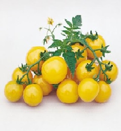 pomodoro ciliegino giallo 500 gr