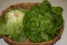 Insalata manigotto 1 cespo (circa 250g)